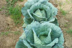 Test Crops